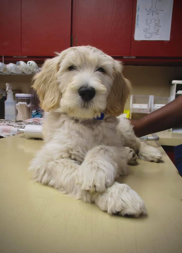 puppy on the treatment table