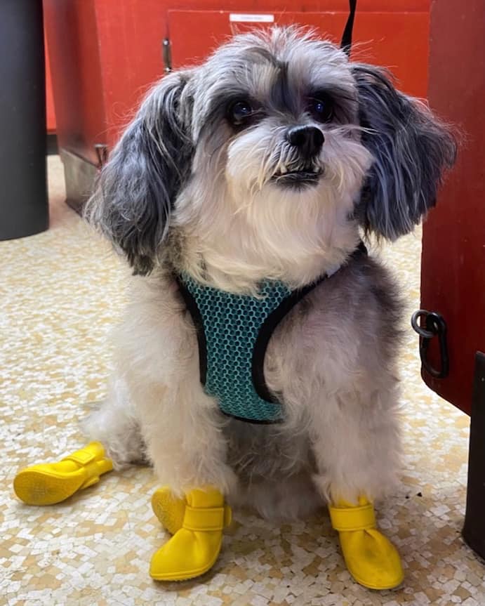 dog wearing rain boots