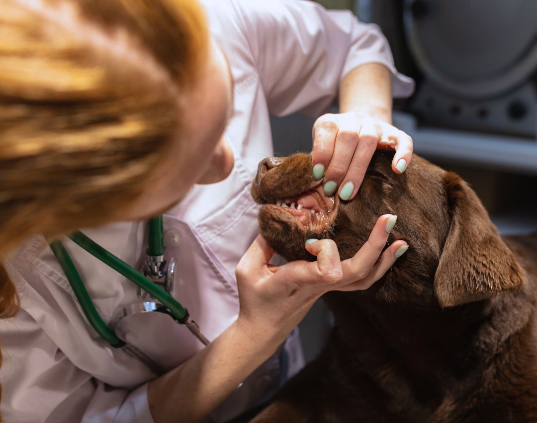 vet examining teath of a dog