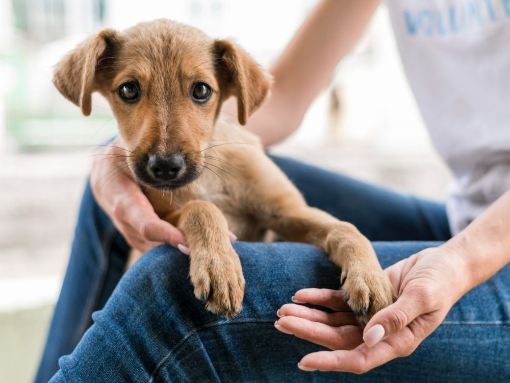 dog with its owner