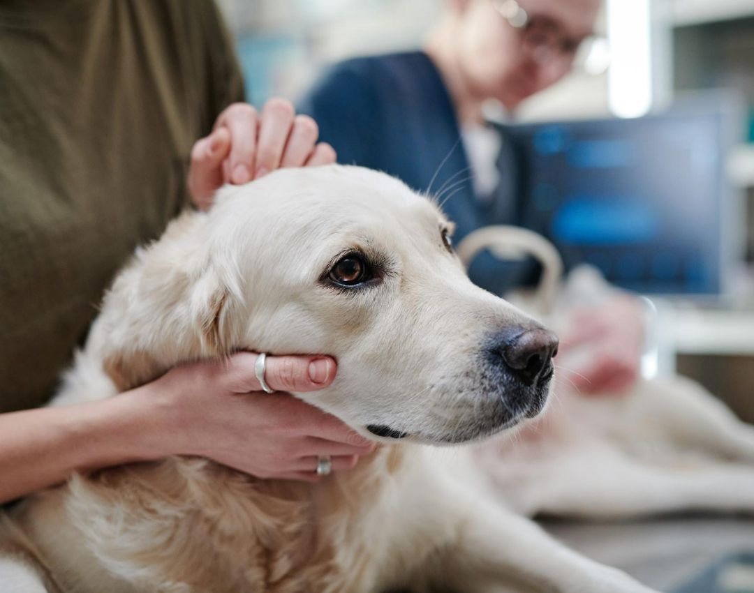 senior dog at veterinary clinic